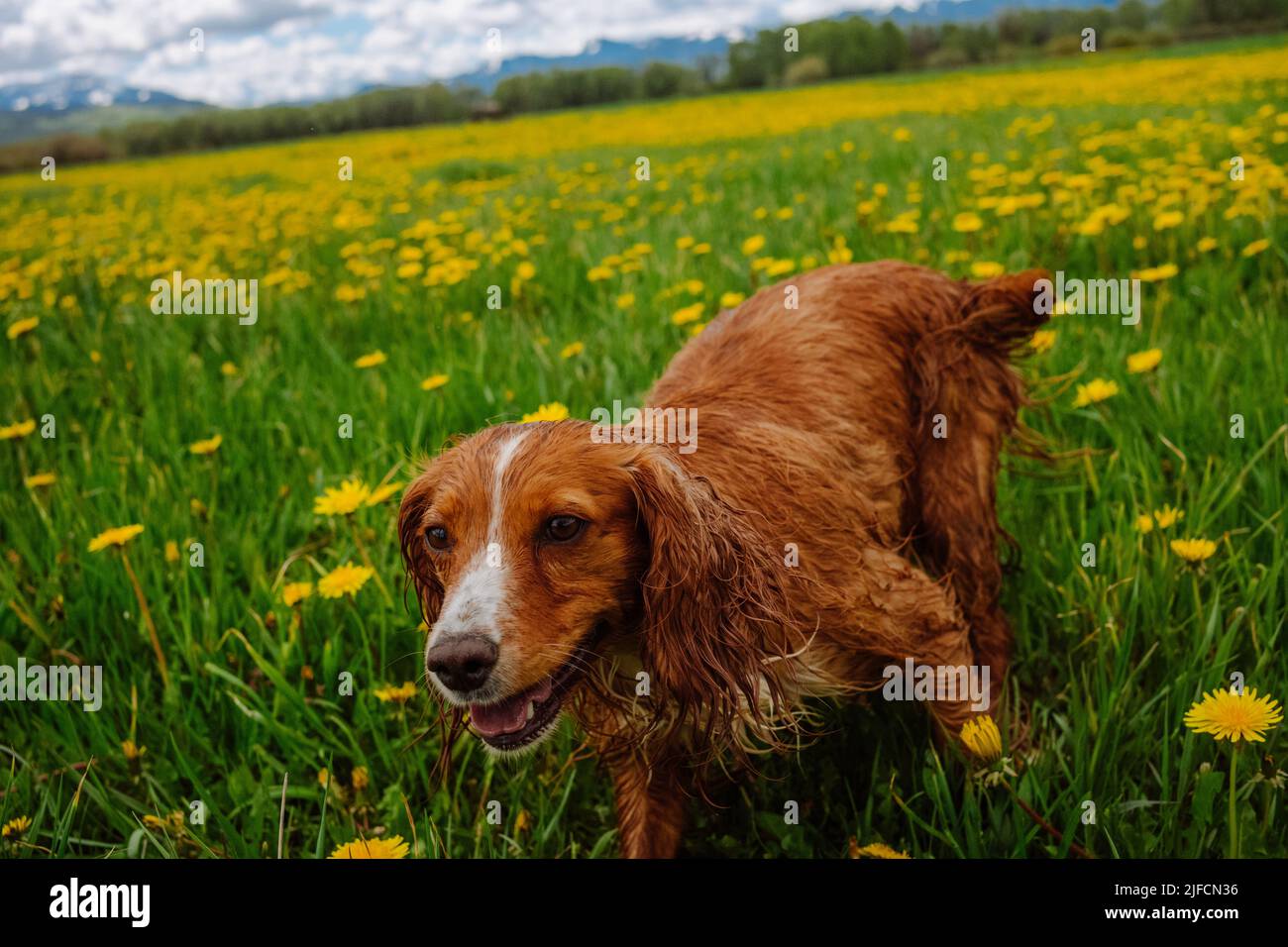 Allergiekonzept für den Frühling mit glücklichen Hunden, die zwischen blühenden Blumen laufen Stockfoto