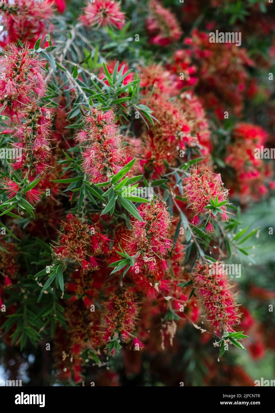 Detaillierte Nahaufnahme eines Callistemon viminalis 'Captain Cook' Stockfoto