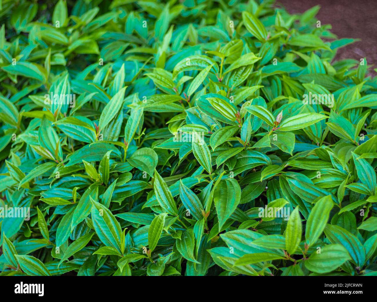 Schöne grüne Blätter im Sommer von Viburnum davidii im Garten. Niemand, selektiver Nahaufnahme. Eine einheimische Pflanze aus Westchina, auch bekannt als Da Stockfoto