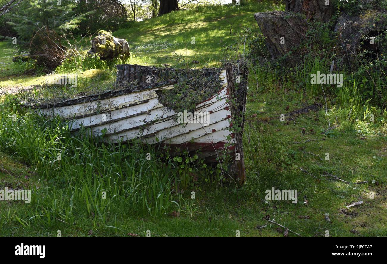 Auf Vancouver Island, British Columbia, Kanada, ist ein verwildertes Boot mit Vegetation bewachsen Stockfoto