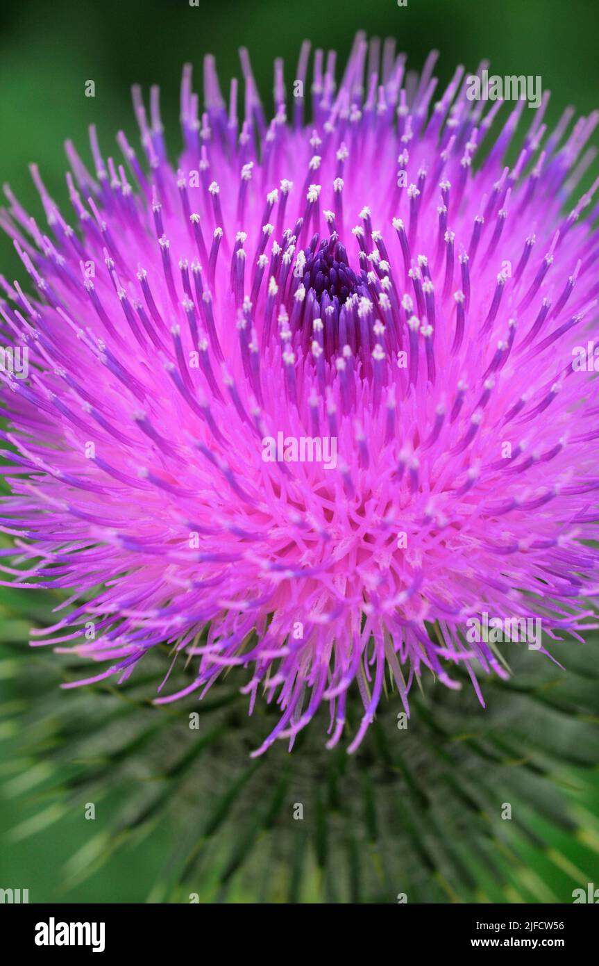 Bulle Thistle Wildflower Stockfoto