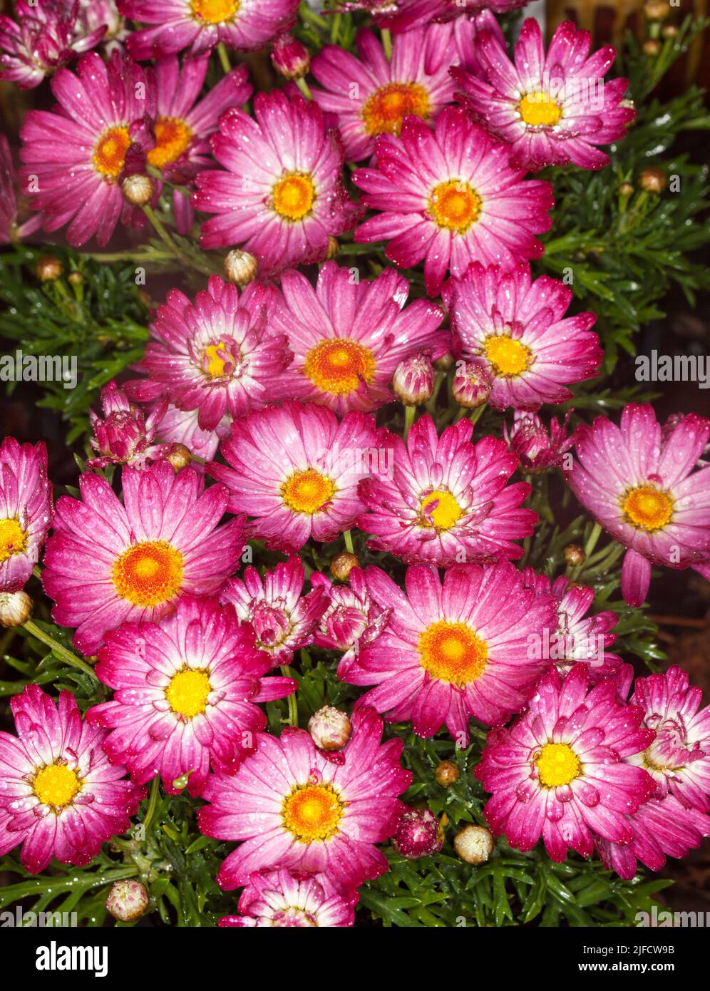Masse von atemberaubenden lebendigen rosa und weißen Blüten von Argyranthemum frutescens, Marguerite Daisy, eine mehrjährige Gartenpflanze mit Regentropfen auf Blütenblättern Stockfoto