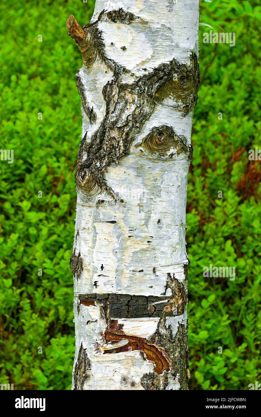 Birke und Grün - vertikaler Wald. Birkenstamm auf grünem Hintergrund. Stockfoto