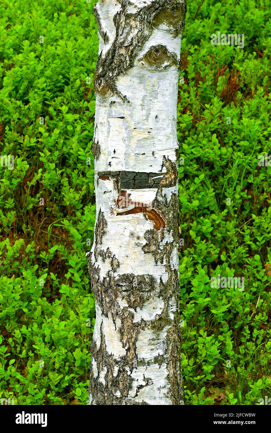 Birkenstamm auf grünem Hintergrund - vertikaler Wald. Stockfoto