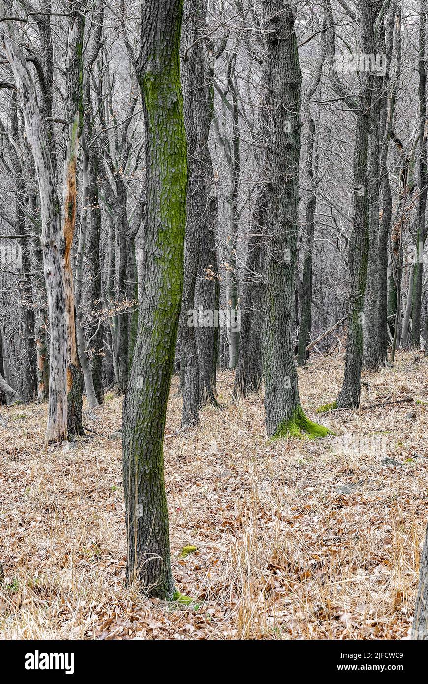 Trockener Wald - vertikaler Wald. Wald im trockenen Frühjahr, noch ohne Blätter. Stockfoto