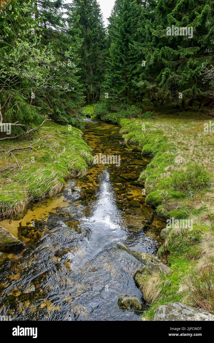 Bergbach im Wald - vertikaler Wald. Stockfoto