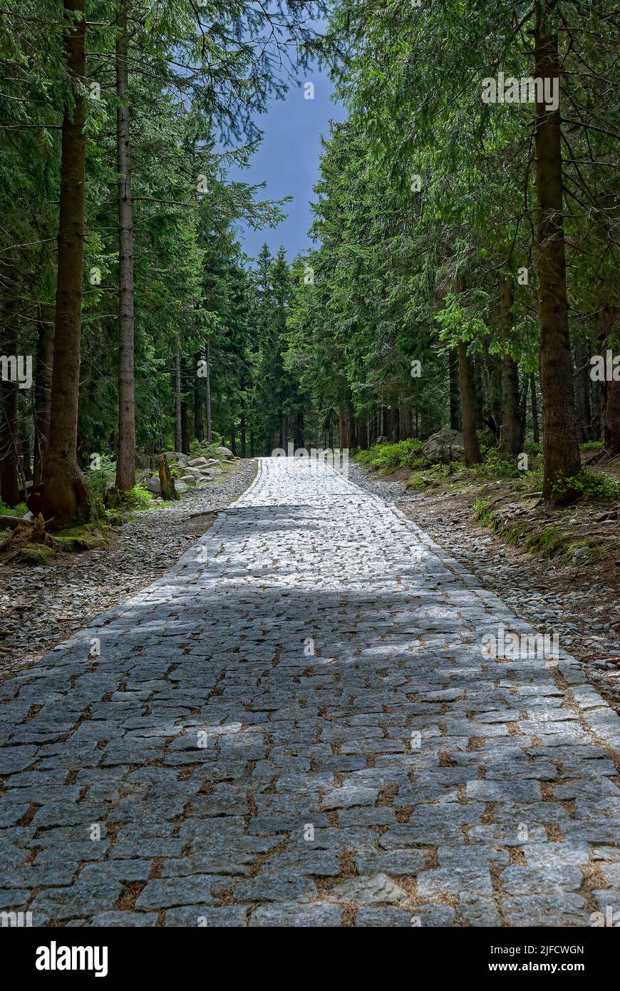 Steinstraße im Wald - vertikaler Wald. Stockfoto