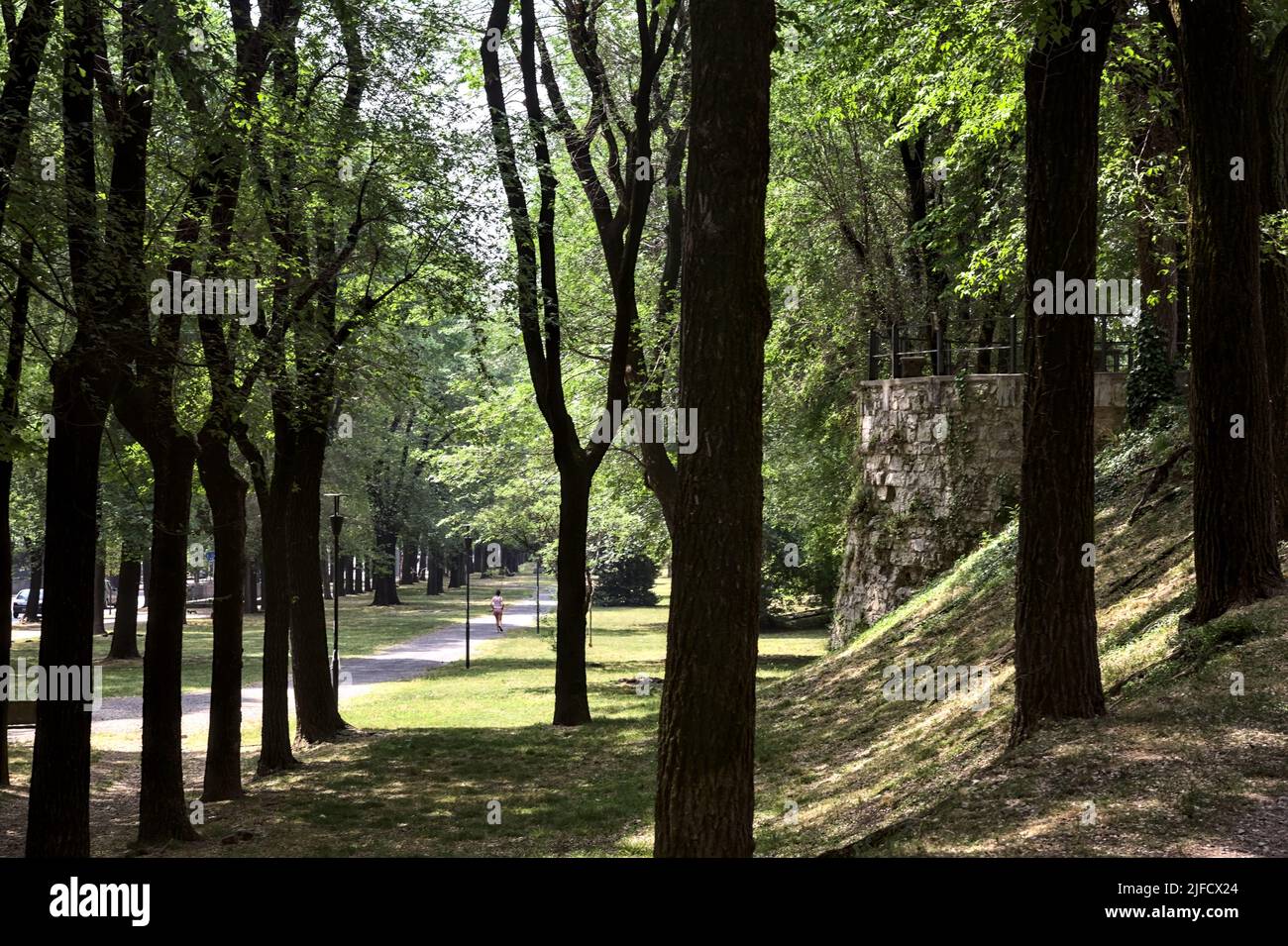 Pfad von Pappeln in einem Park begrenzt Stockfoto