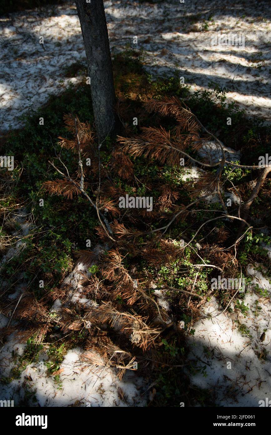 Der geschmolzene Schnee zeigt die grünenden Büsche von Heidelbeeren und Preiselbeeren, gefallen letztes Jahr Äste, vergilbt letztes Jahr Gras. Stockfoto