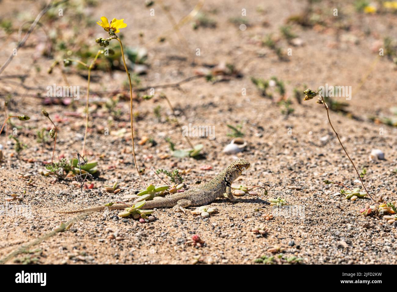 Eidechse sonnen sich in der Nähe ihrer unterirdischen Höhle, in der trockenen Atacama Wüste, während einer Frühlingsblüte Stockfoto