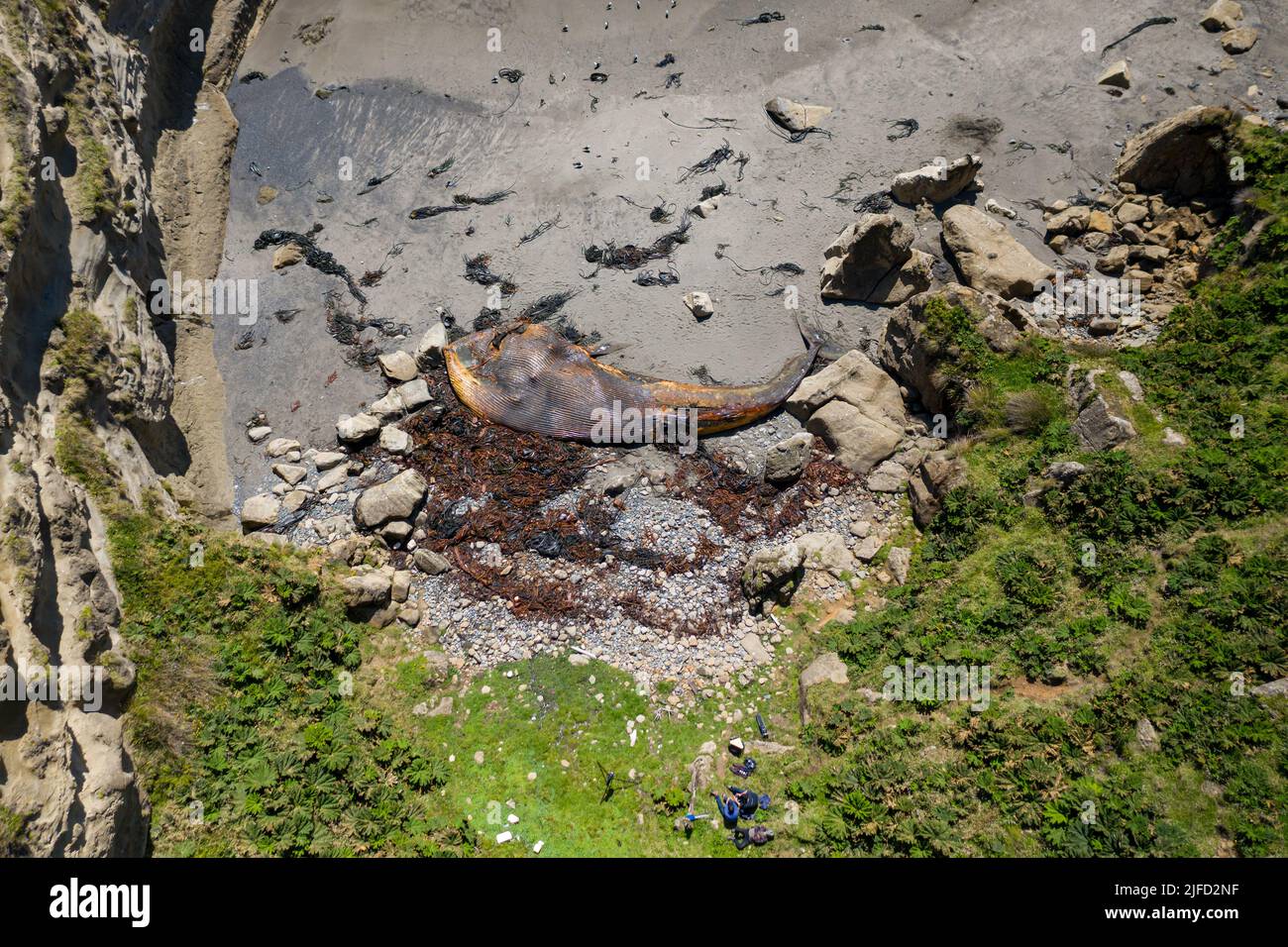 Luftaufnahme eines toten und zersetzenden Blauwals vor der Küste von Cucao, Chiloe Island Chile Stockfoto