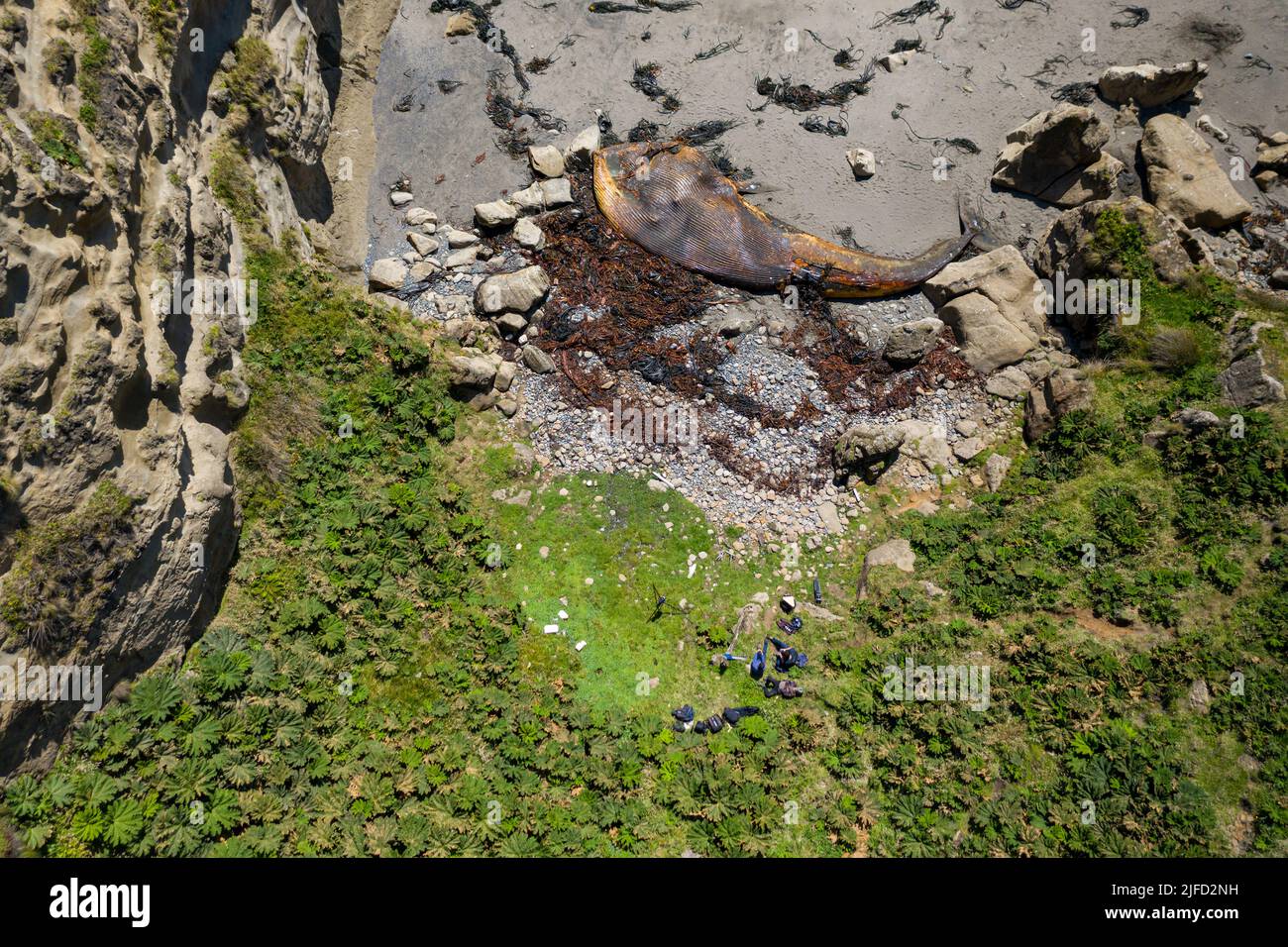 Luftaufnahme eines toten und zersetzenden Blauwals vor der Küste von Cucao, Chiloe Island Chile Stockfoto