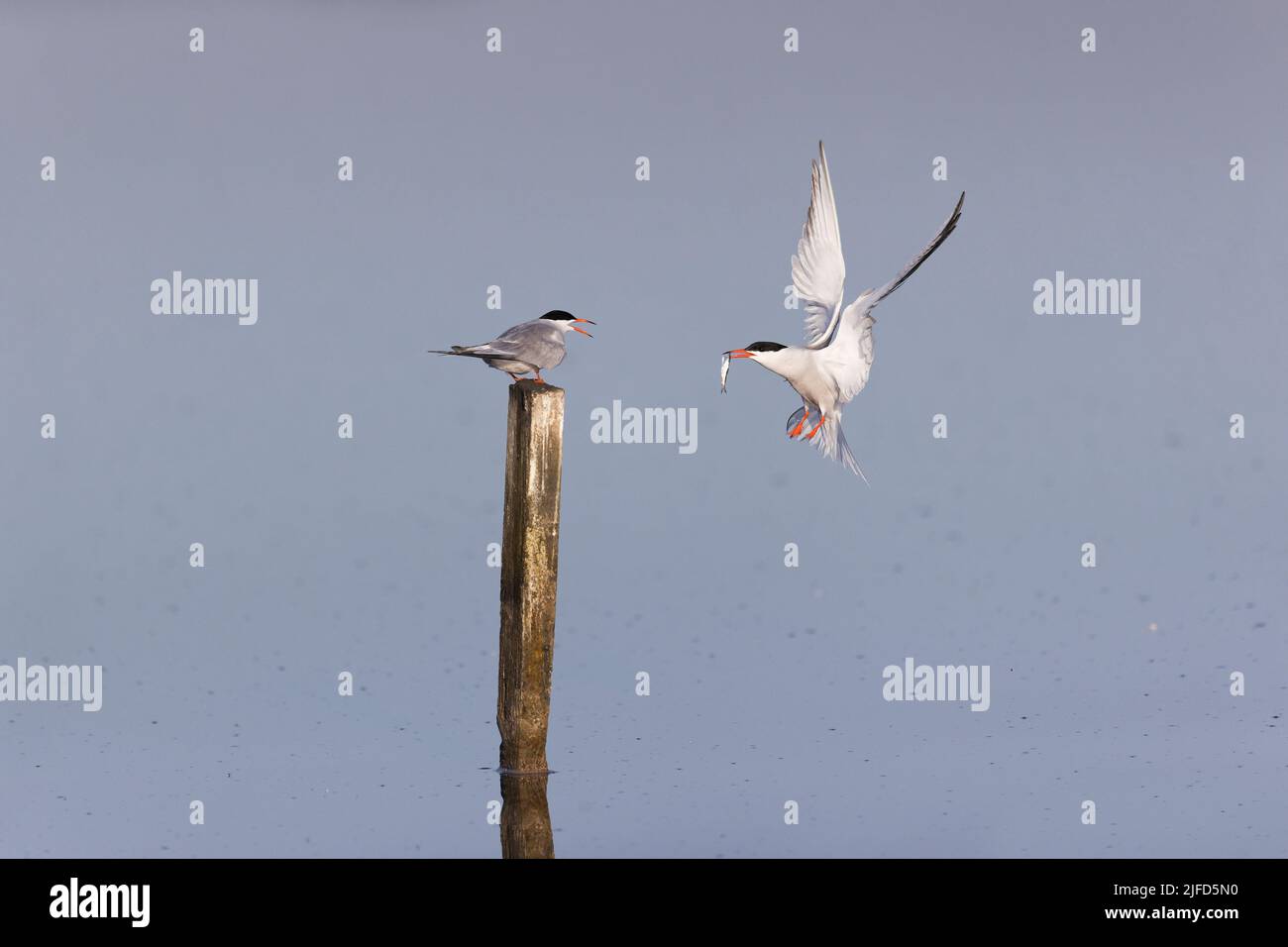 Seeschwalbe Sterna hirundo, ausgewachsenes Paar im Sommergefieder, Männchen, das einfliegt, um Fische an Weibchen weiterzugeben, RSPB Minsmere Nature Reserve, Suffolk, England, Juni Stockfoto