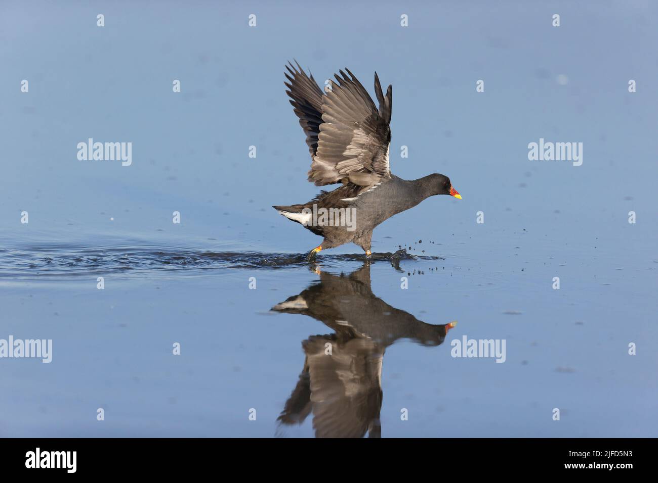 Moorhen Gallinula chloropus, Erwachsener läuft in seichtem Wasser, RSPB Minsmere Nature Reserve, Suffolk, England, Juni Stockfoto