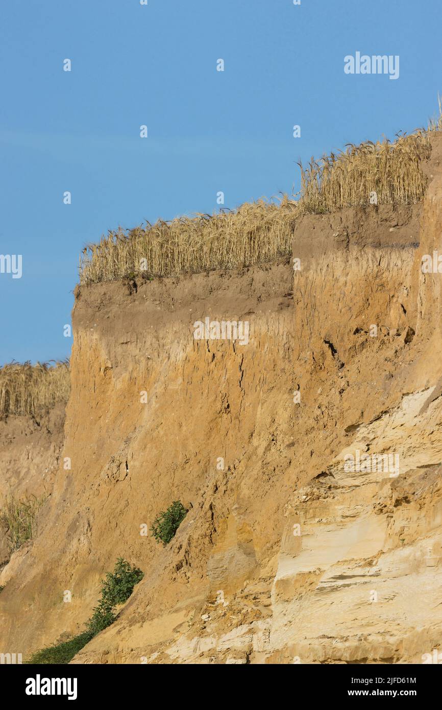 Küstenklippe zeigt Geschwindigkeit der Erosion als die Gerstenernte hat den Rand in der kurzen Zeit zwischen Aussaat und Ernte erreicht, Covehithe, Suffolk Stockfoto