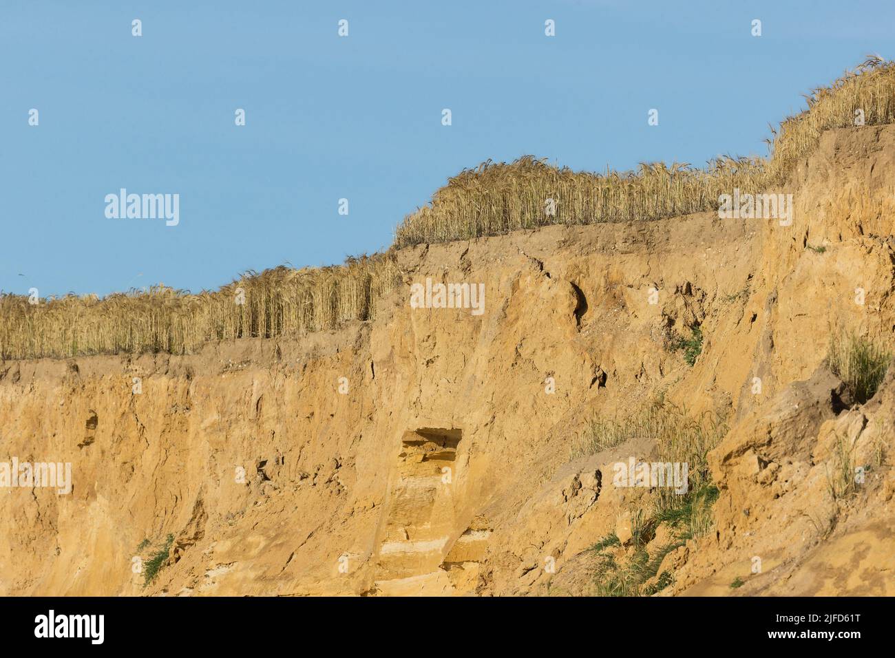 Küstenklippe zeigt Geschwindigkeit der Erosion als die Gerstenernte hat den Rand in der kurzen Zeit zwischen Aussaat und Ernte erreicht, Covehithe, Suffolk Stockfoto