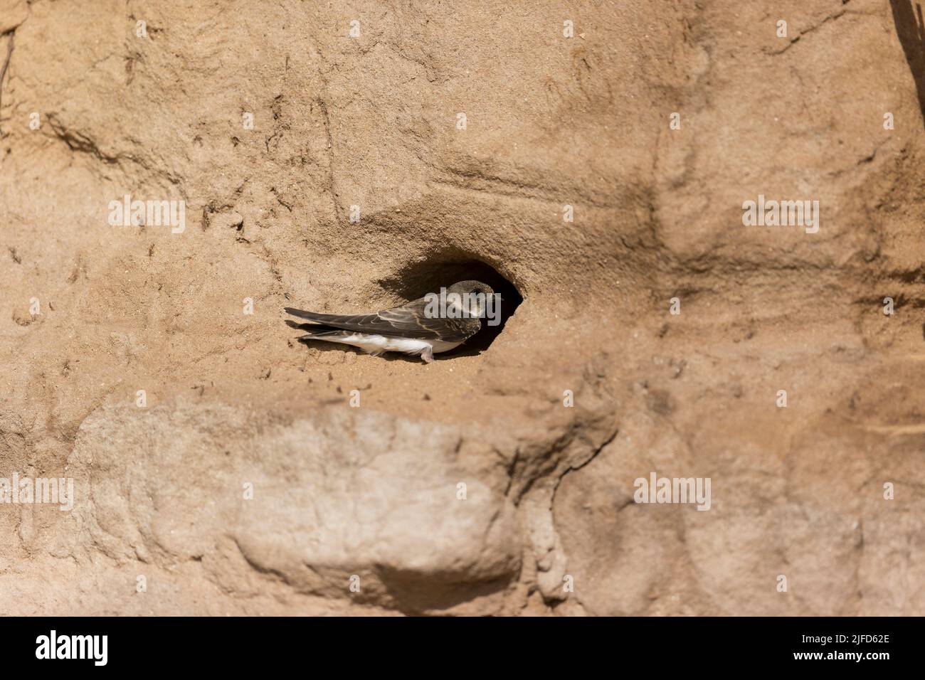 Sand martin Riparia riparia, Erwachsener, der außerhalb des Nestlochs sitzt, Suffolk, England, Juni Stockfoto