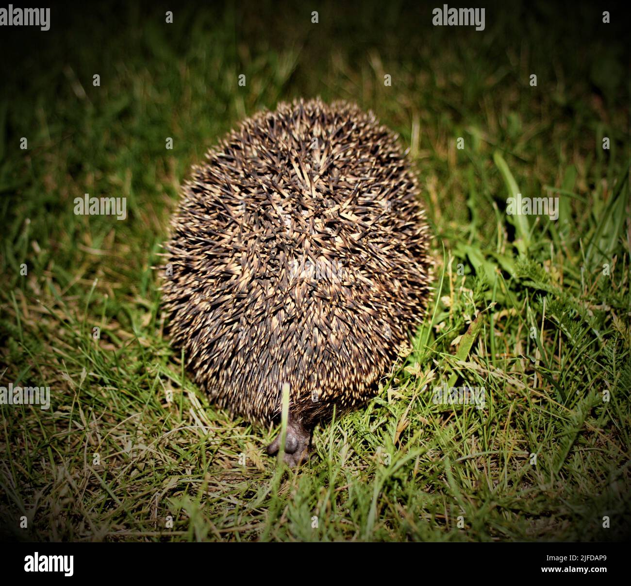 Die schöne Natur Lettlands. Stockfoto