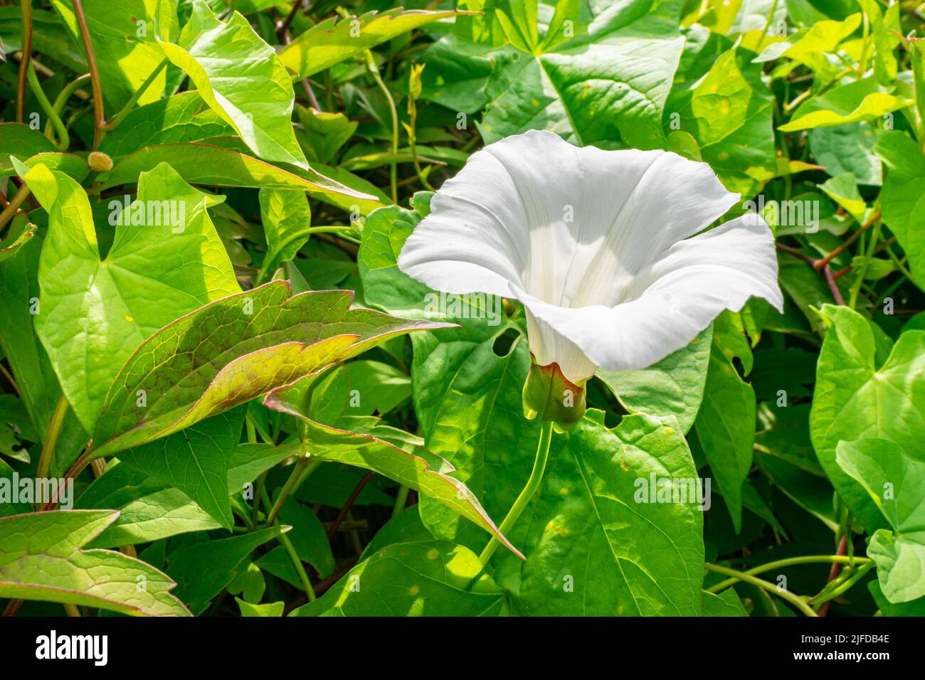 Detaillierte Aufnahme einer strahlend weißen Trompetenblume von Hedge Bindweed (Calystegia sepium) Stockfoto