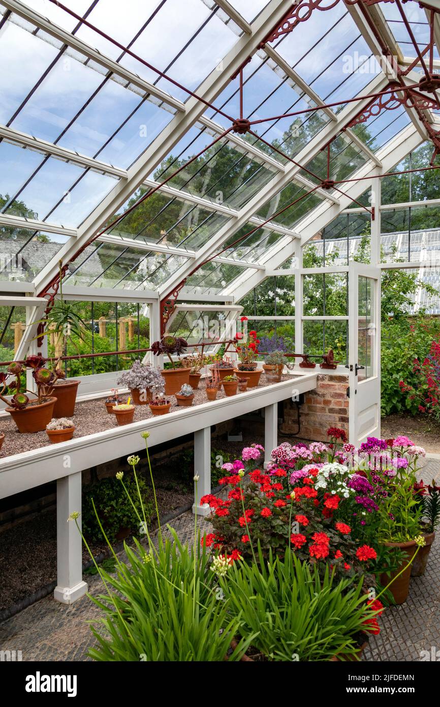 Gartenarbeit - Topfpflanzen, die in einem Holzrahmen-Gewächshaus in einem englischen Landgarten wachsen. Stockfoto