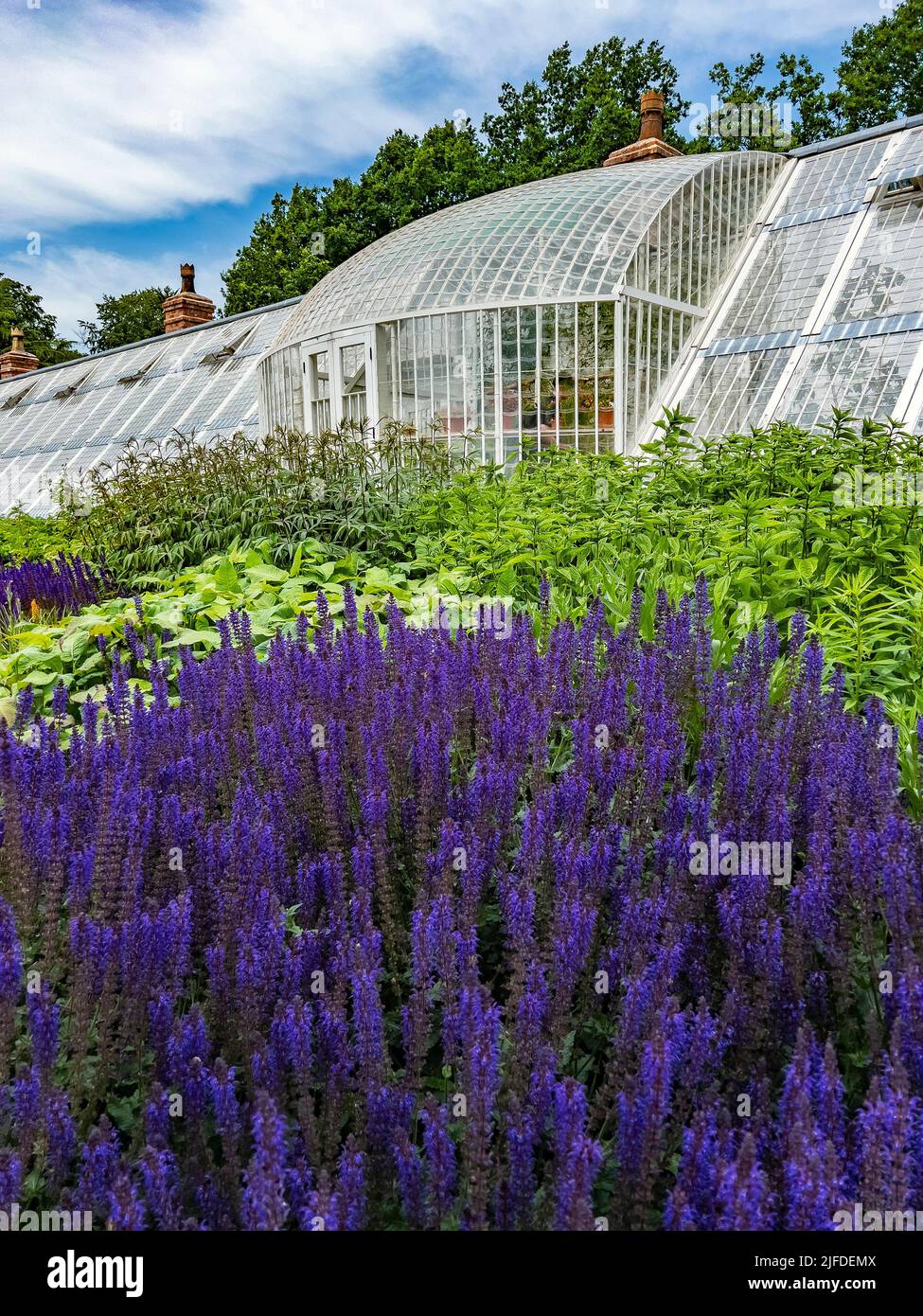 Gartenarbeit - farbenfrohe Pflanzen, die in der Nähe eines großen Gewächshauses in den Gärten eines englischen Landguts wachsen. Stockfoto