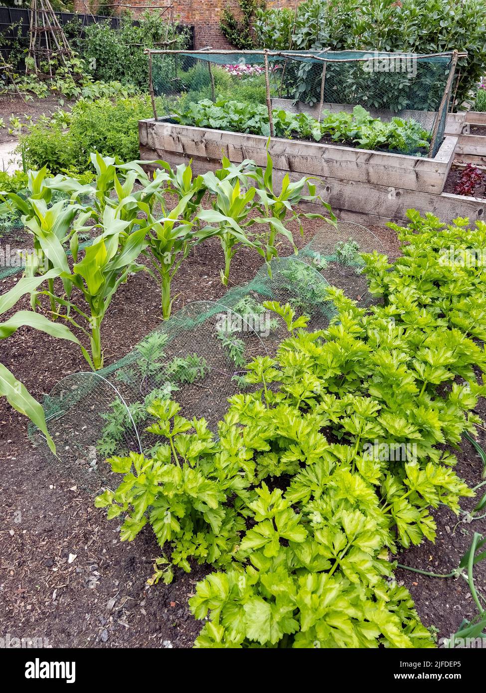 Gartenarbeit - Gemüseanbau auf einer Zuteilung in Nordwestengland Stockfoto