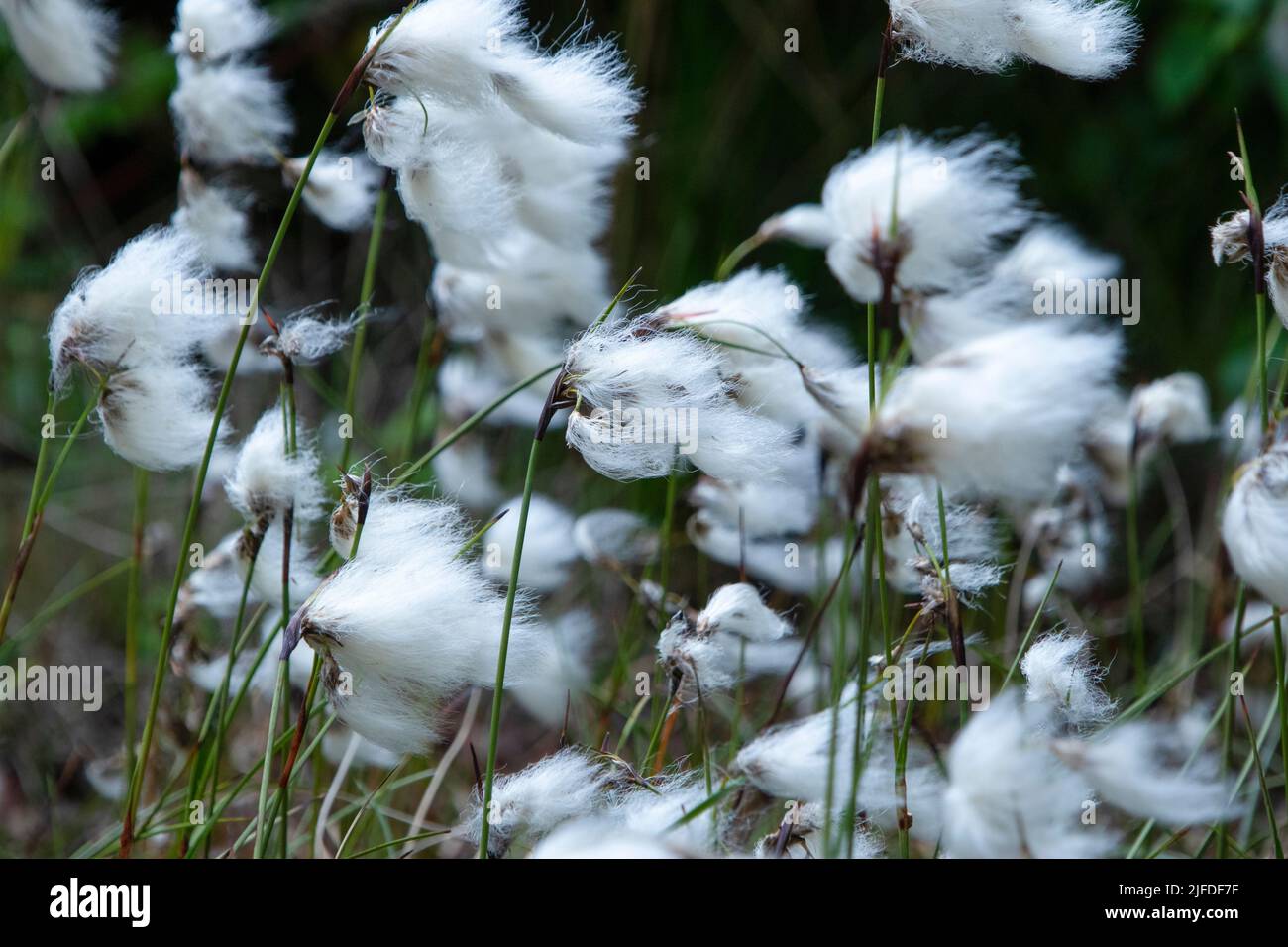 Gewöhnliches Baumwollgras, das im Wind weht Stockfoto