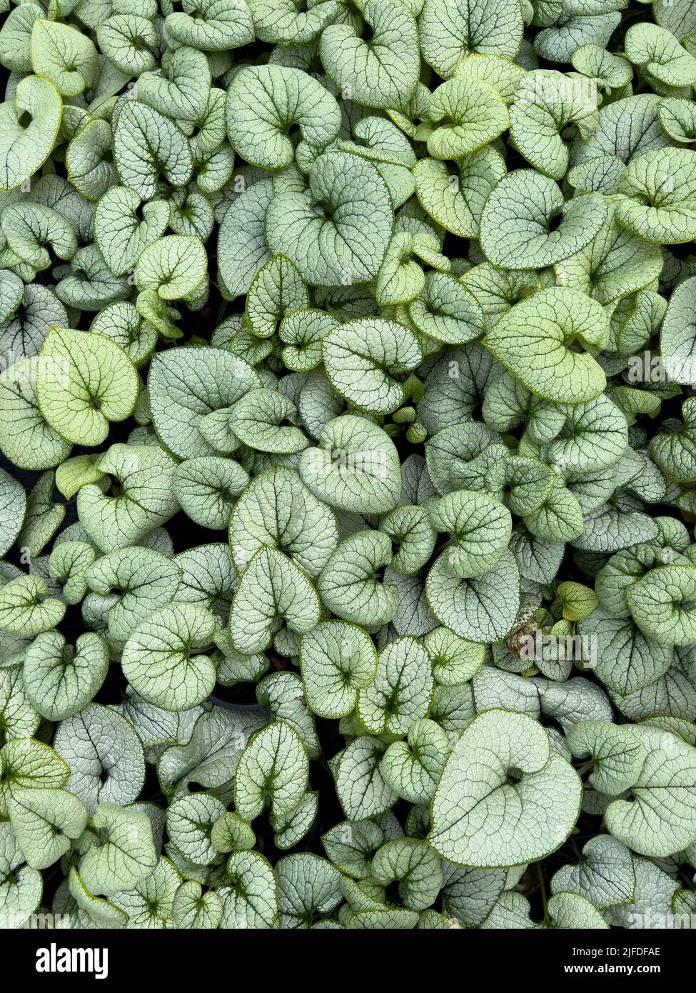Siberian Bugloss - Brunnera Macrophylla Stockfoto Siberian Bugloss - Brunnera Macrophylla Stockfoto