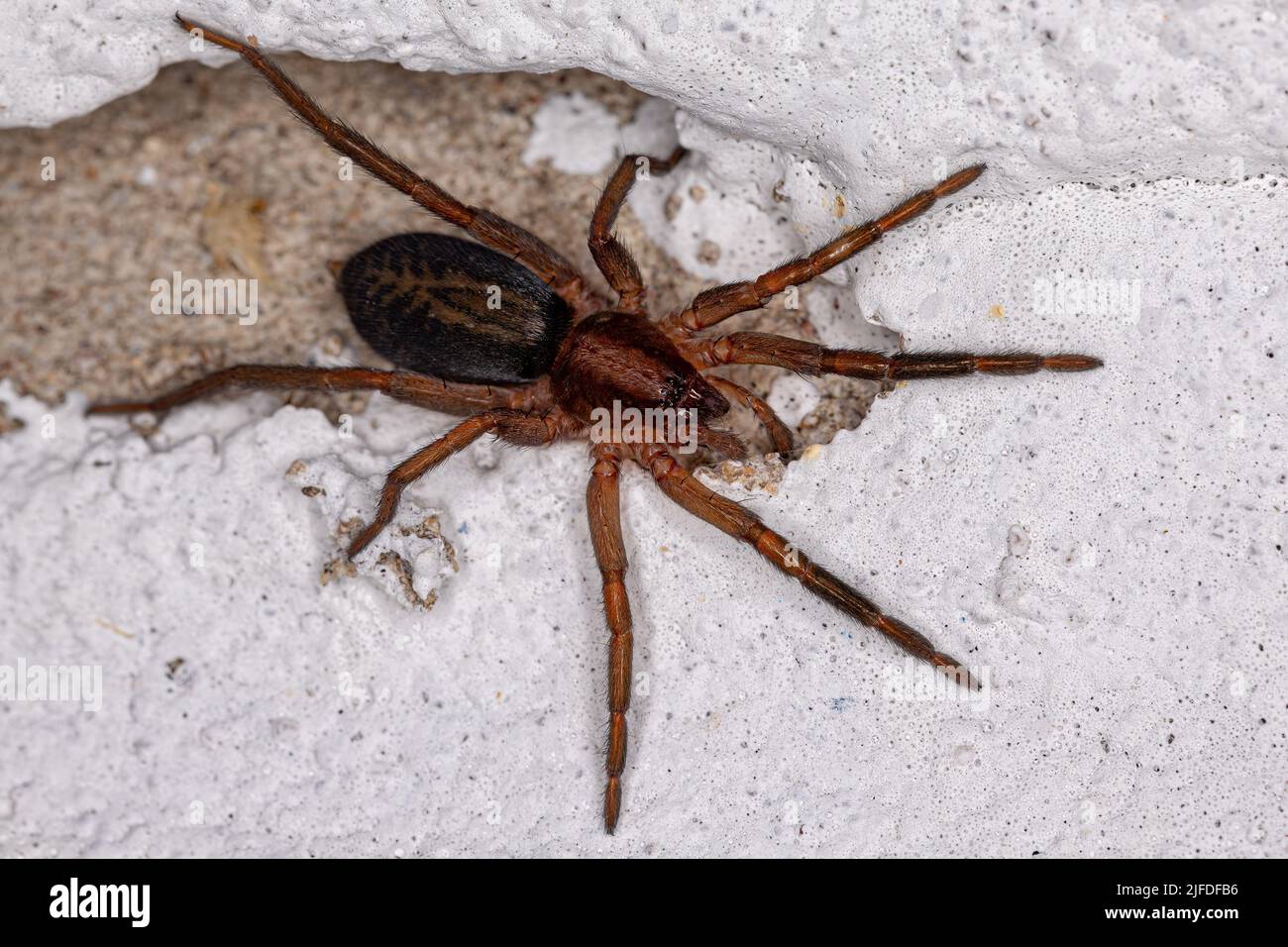 Kleine Spinne der Art Tominius insularis Stockfoto