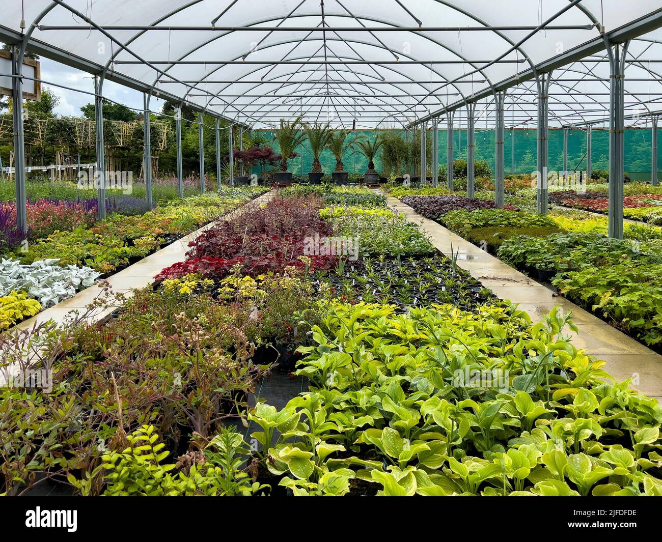 Pflanzen, die in einem Gartenbauzentrum im Vereinigten Königreich unter Bedeckung wachsen. Stockfoto