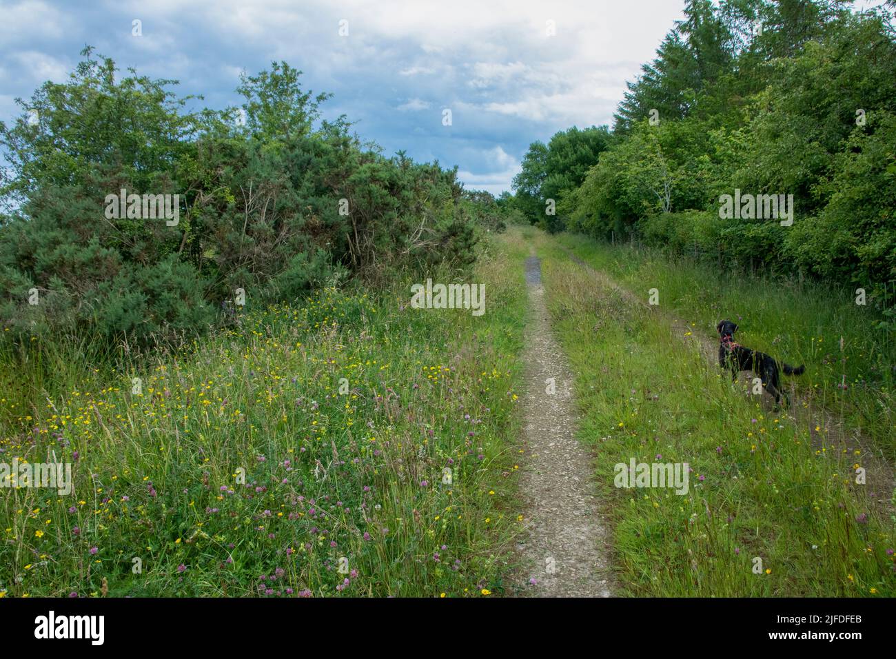 Hund auf Wiesenweg im Sommer Stockfoto