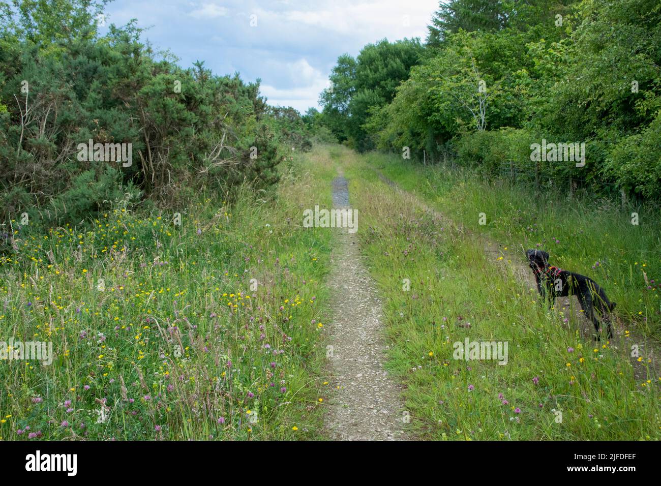 Hund auf Wiesenweg im Sommer Stockfoto