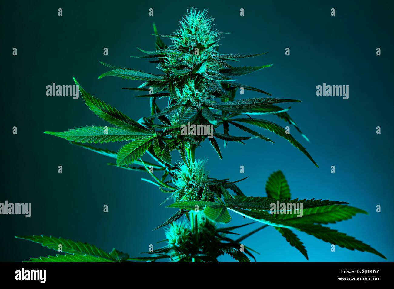 Marihuana Medizinische Cannabis Kunst Foto. Grüne medizinische Cannabispflanze auf dunklem Hintergrund in kontrastreicher kinoreischer Beleuchtung. Perfekte medizinische Marihuana Pflanze mit Stockfoto