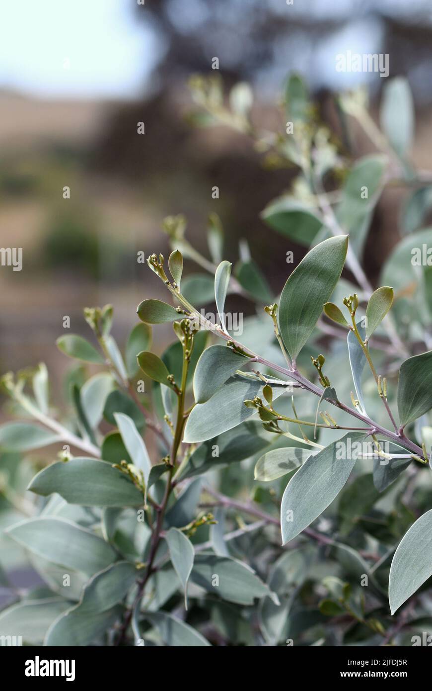 Silber und Gold Laub der australischen einheimischen Myall Wattle Acacia binervia Sterling Silber Sorte, Familie Fabaceae. Kleiner Baum Stockfoto