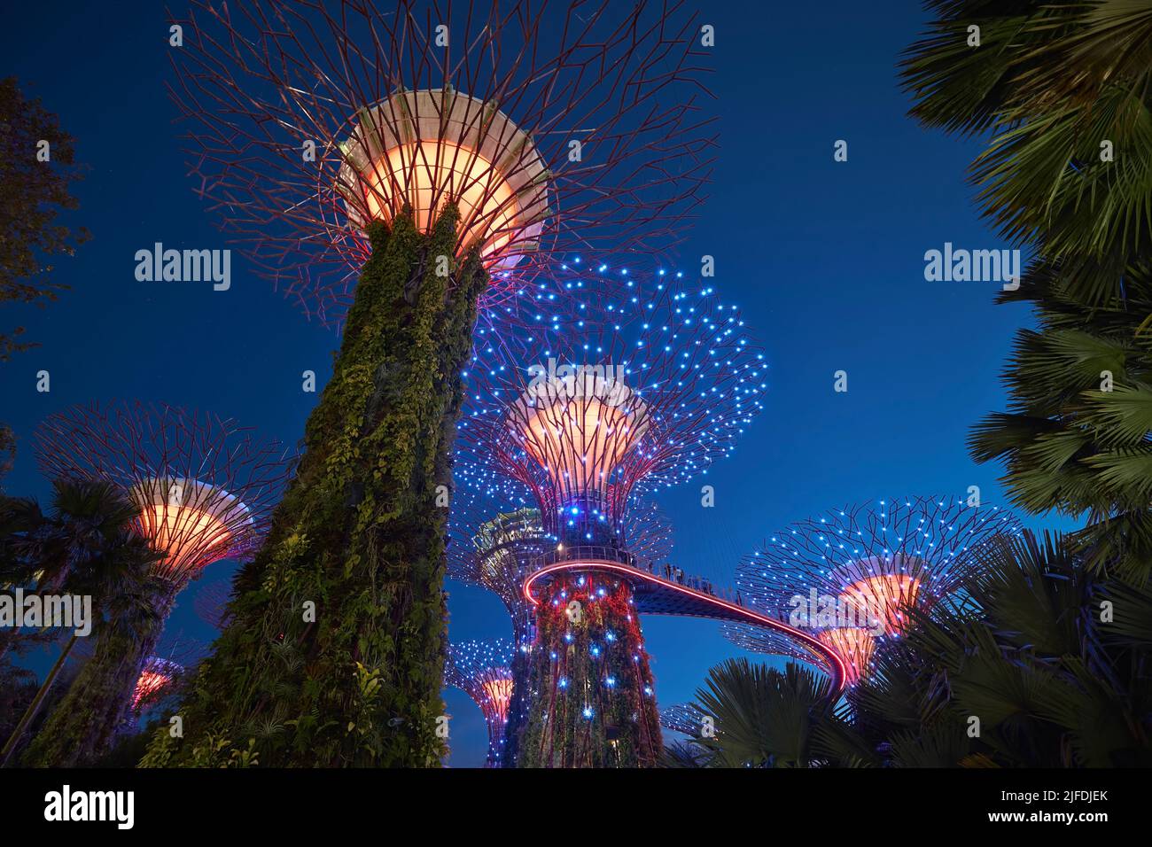 Singapur - 26. Juni 2022: Beleuchtete supertrees mit Skywalk während der abendlichen Farblichtshow in Gardens by the Bay in Singapur. Stockfoto