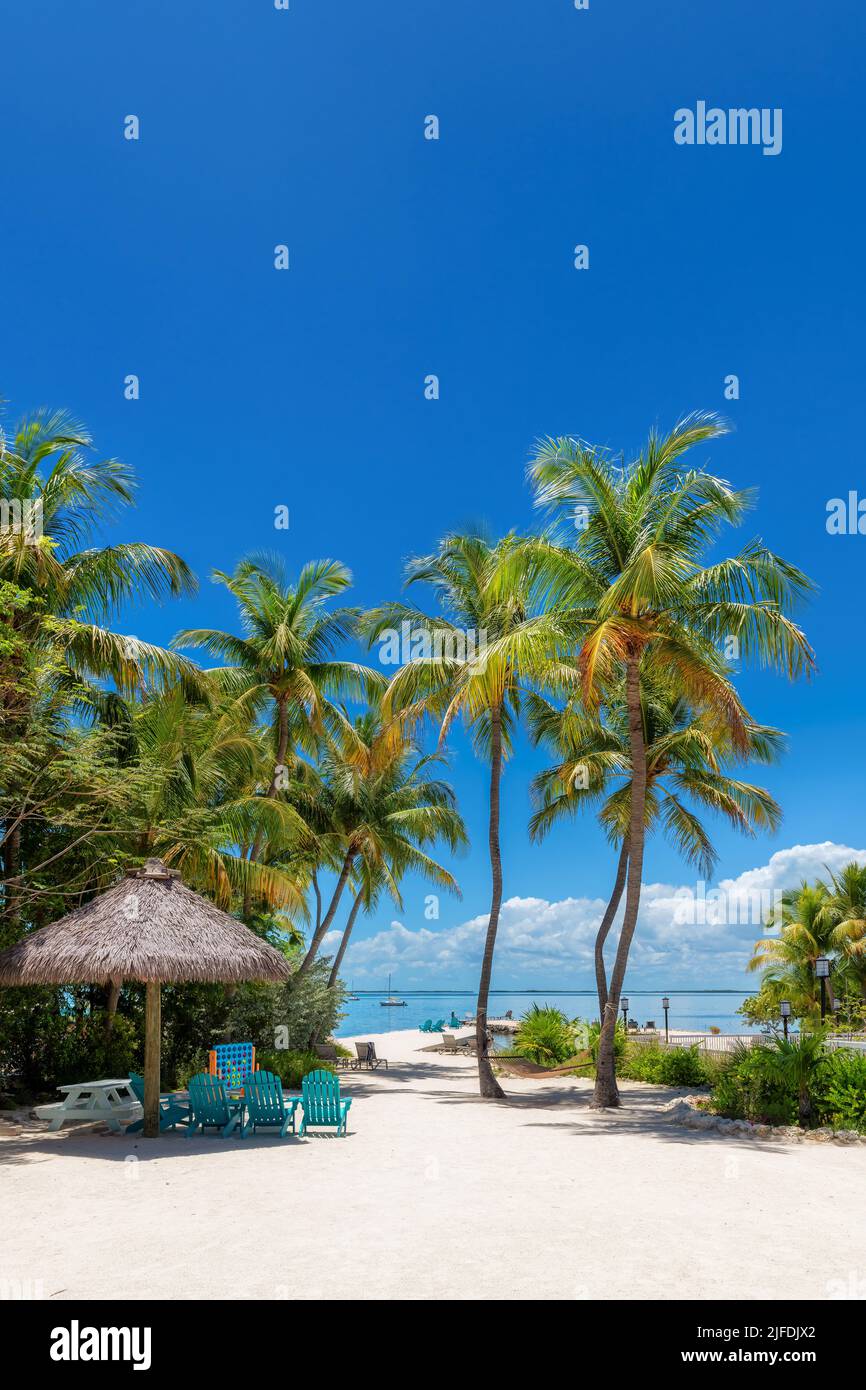 Kokospalmen am tropischen Strand auf Paradise Caribbean Island Stockfoto