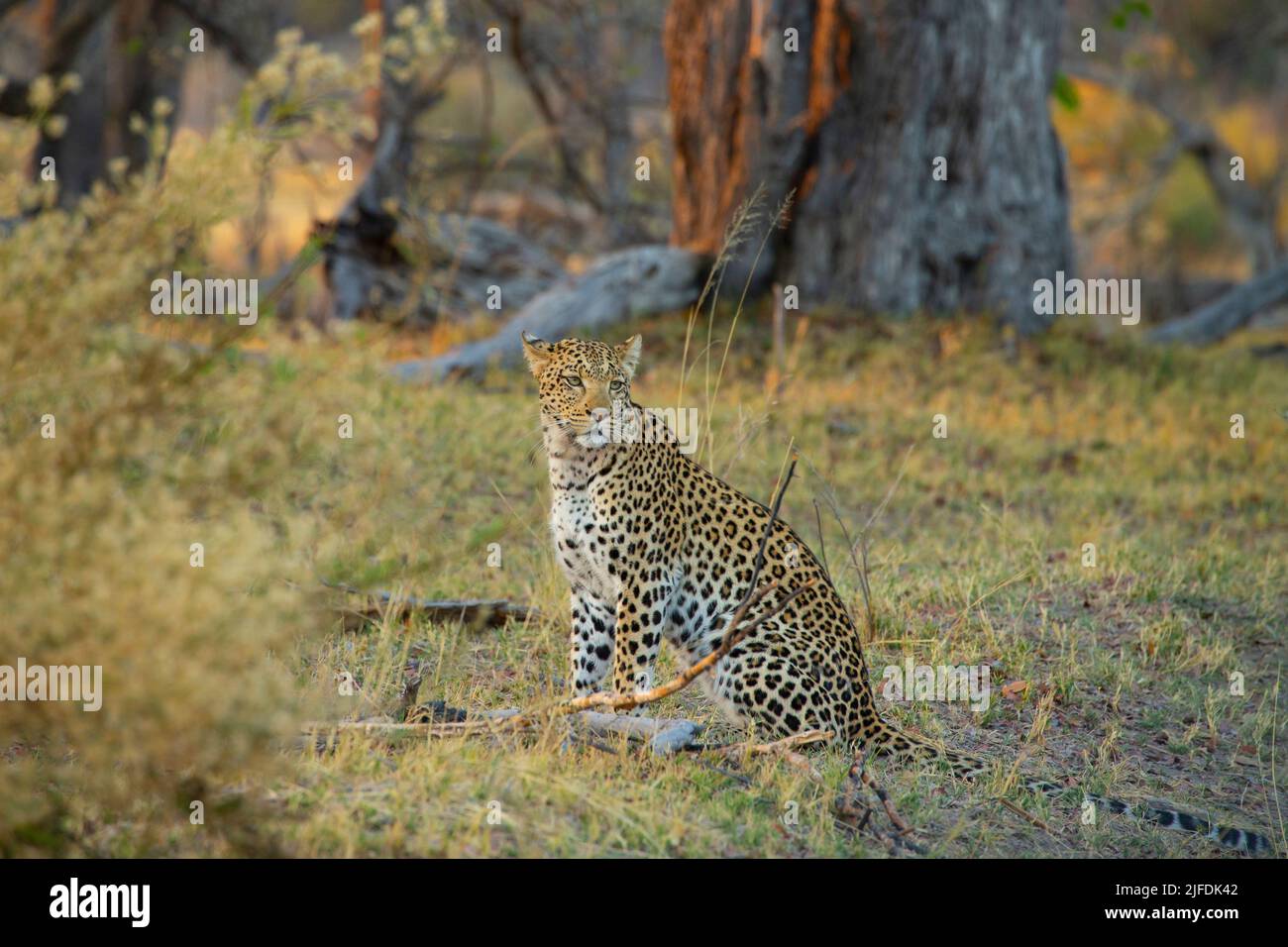 Leopard (Panthera Pardus) Stockfoto