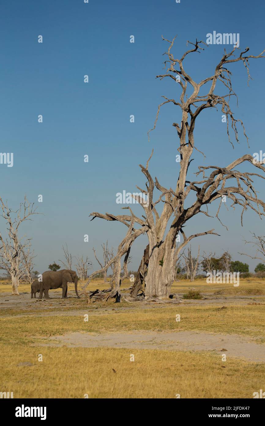 Afrikanischer Elefant (Loxodonta africana) neben einem großen toten Baum Stockfoto
