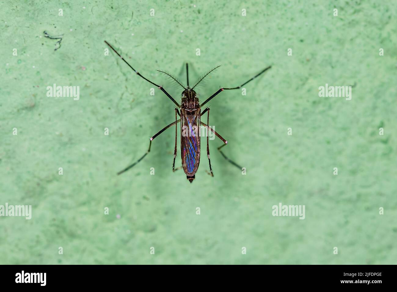 Erwachsene weibliche Gelbfieber-Mosquito der Art Aedes aegypti Stockfoto