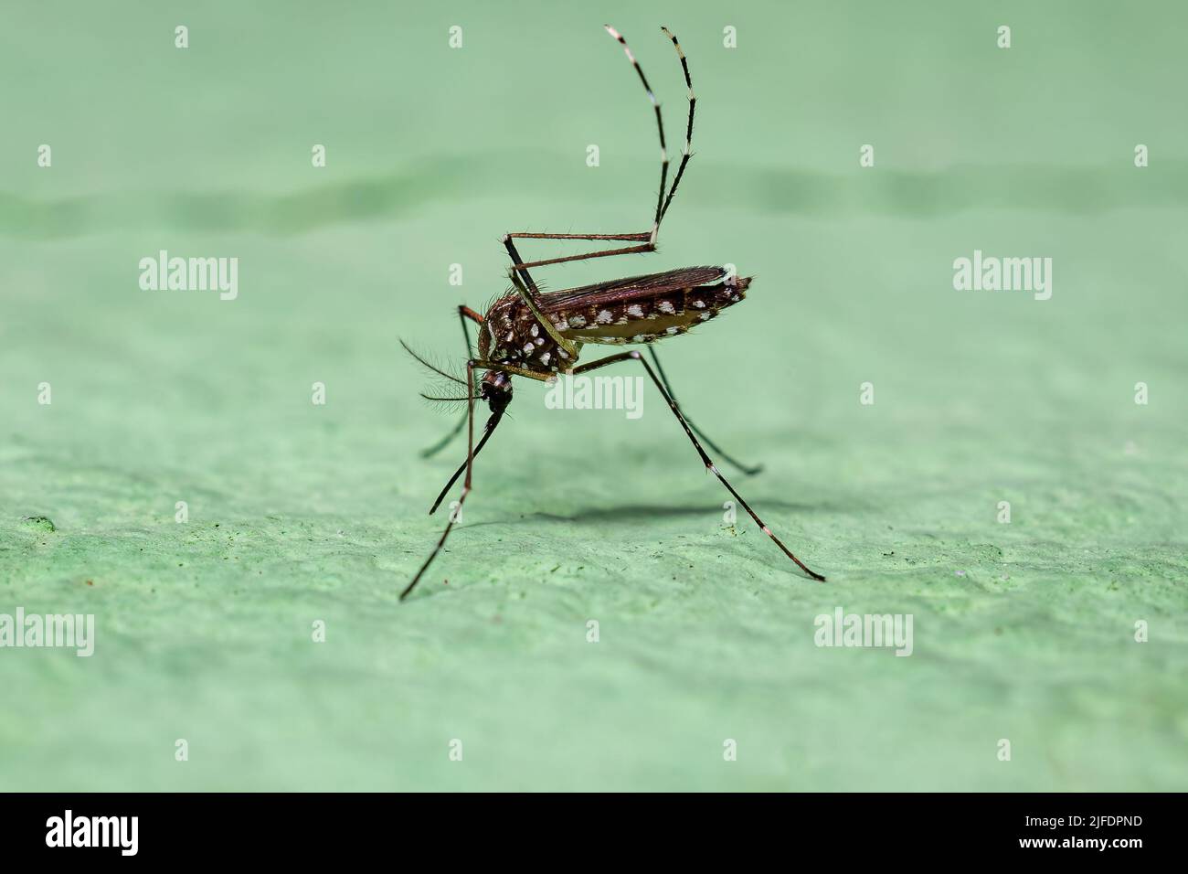 Erwachsene weibliche Gelbfieber-Mosquito der Art Aedes aegypti Stockfoto