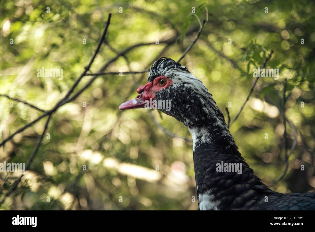 Schöne Moschusente im Freien im Hof. Nahaufnahme des Kopfes einer Moschusente im Schatten auf einem verschwommenen Hintergrund am Tag. Enten zu Hause züchten. Heimische Geflügelzucht. Hochwertige Fotos Stockfoto