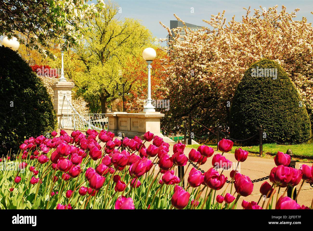 An einem sonnigen Frühlingstag blühen in einem Garten in der Nähe der Hängebrücke des Boston Publik Garden in der Nähe des Boston Common Stockfoto