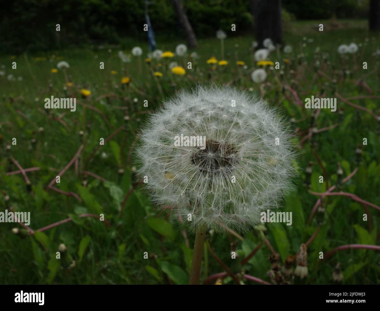 Eine Graswiese gefüllt mit Dandelion in mehreren Stufen, vor einer Dandelion-Uhr. Stockfoto