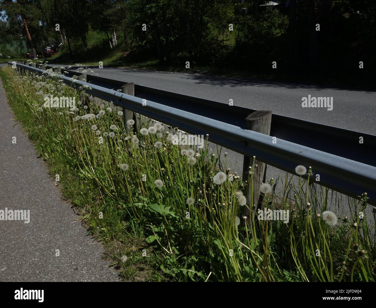 Kurefjordveien von Møvik, wo die Leitplanke Straßen und Gehwege trennt, ziert den Dandelion mit seinen langen Stielen und reifen Blowball-Köpfen. Stockfoto