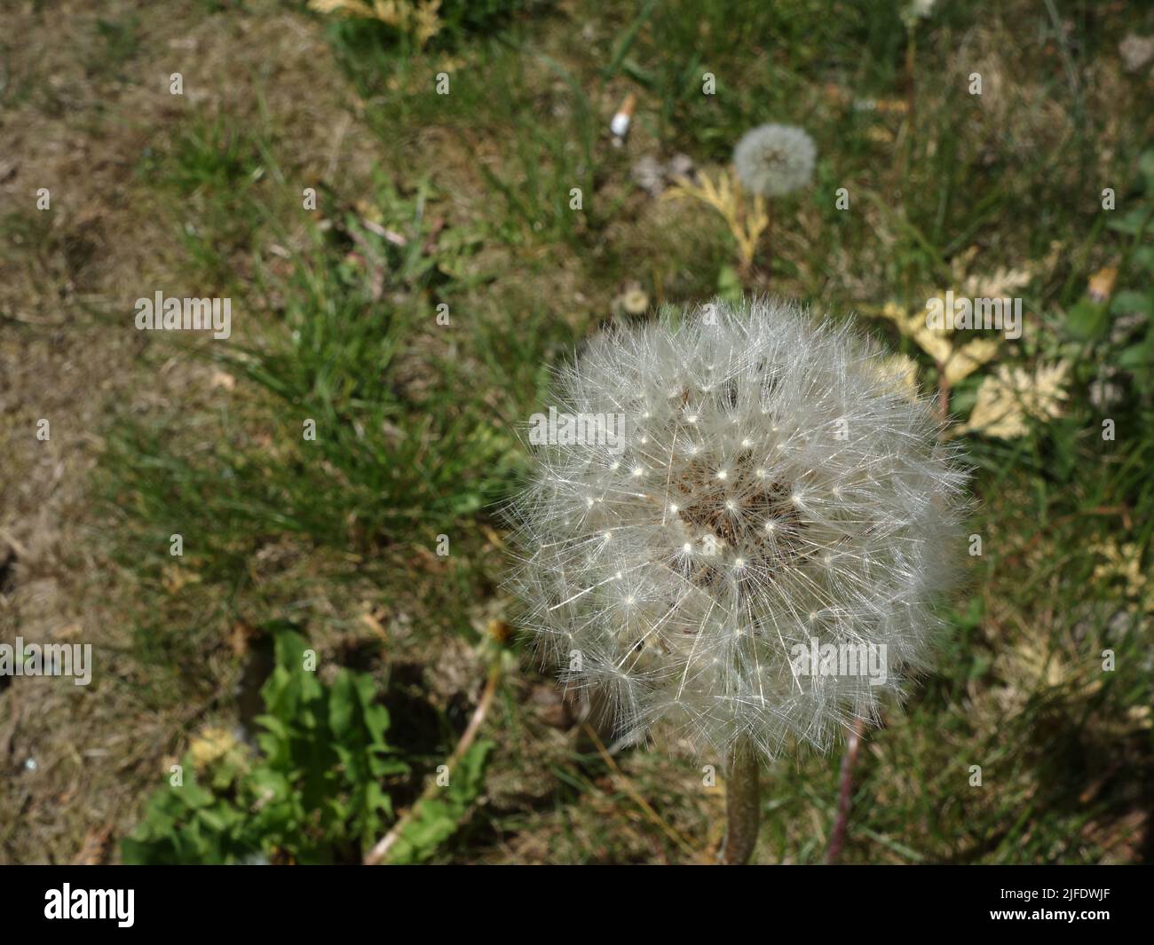 Löwenzackuhren, reife Löwenzackfrüchte, Kugel, Taraxacum officinale Stockfoto