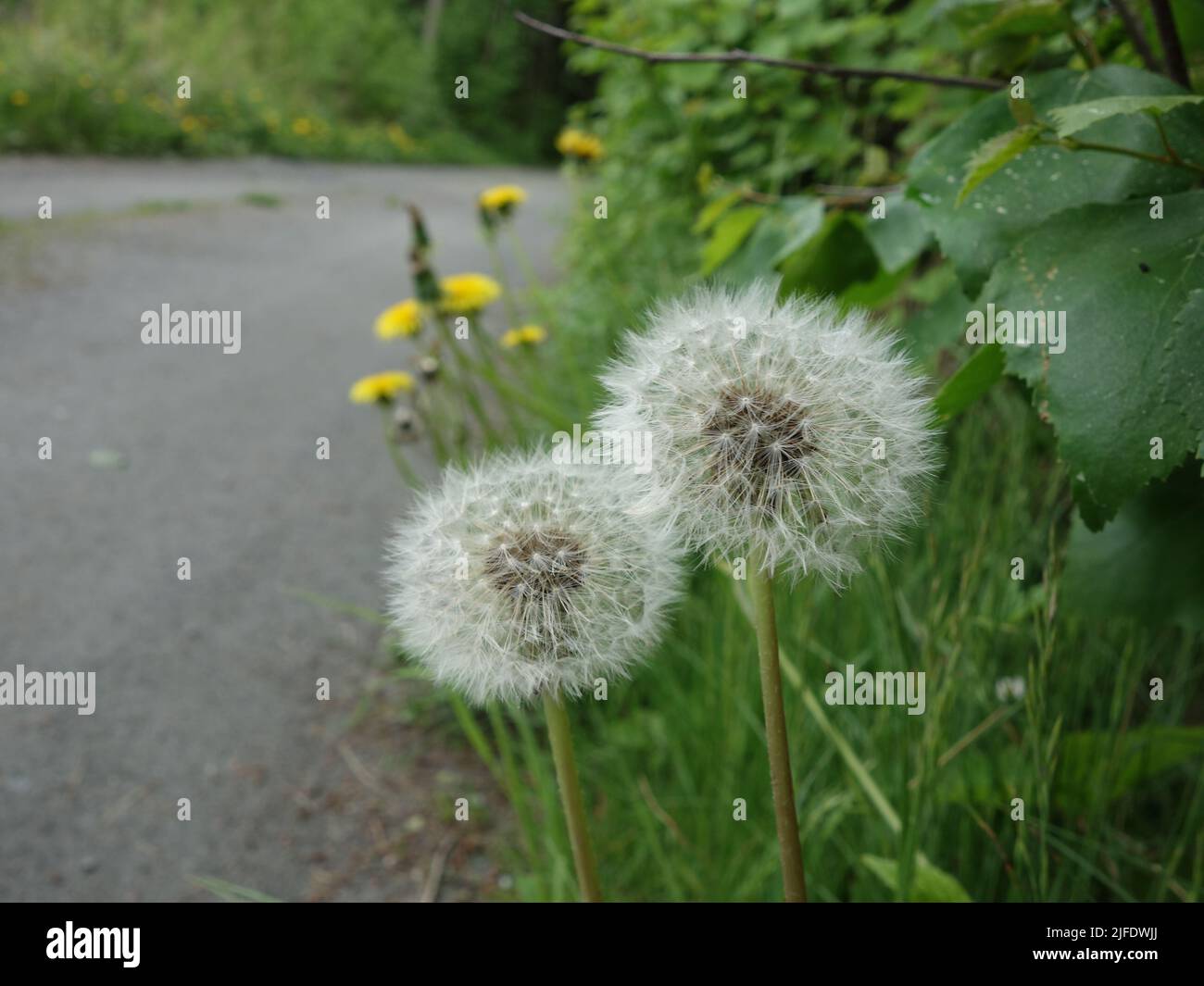 Engholmveien in Richtung Engholmstranda wächst Løvetann am Straßenrand, der jetzt mit seinem reifen und haarigen Kopf steht. Stockfoto