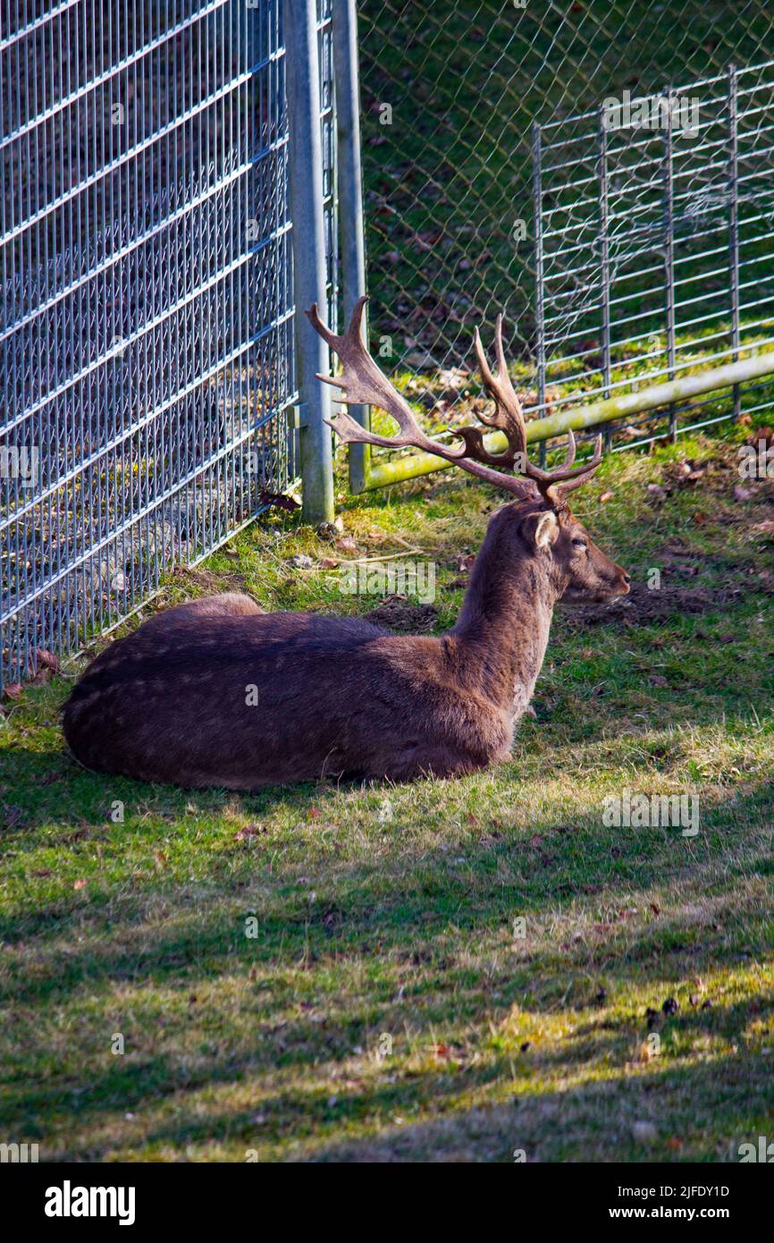 Eine Nahaufnahme eines Brachhirschs, der unter einem Baum liegt und ruht Stockfoto