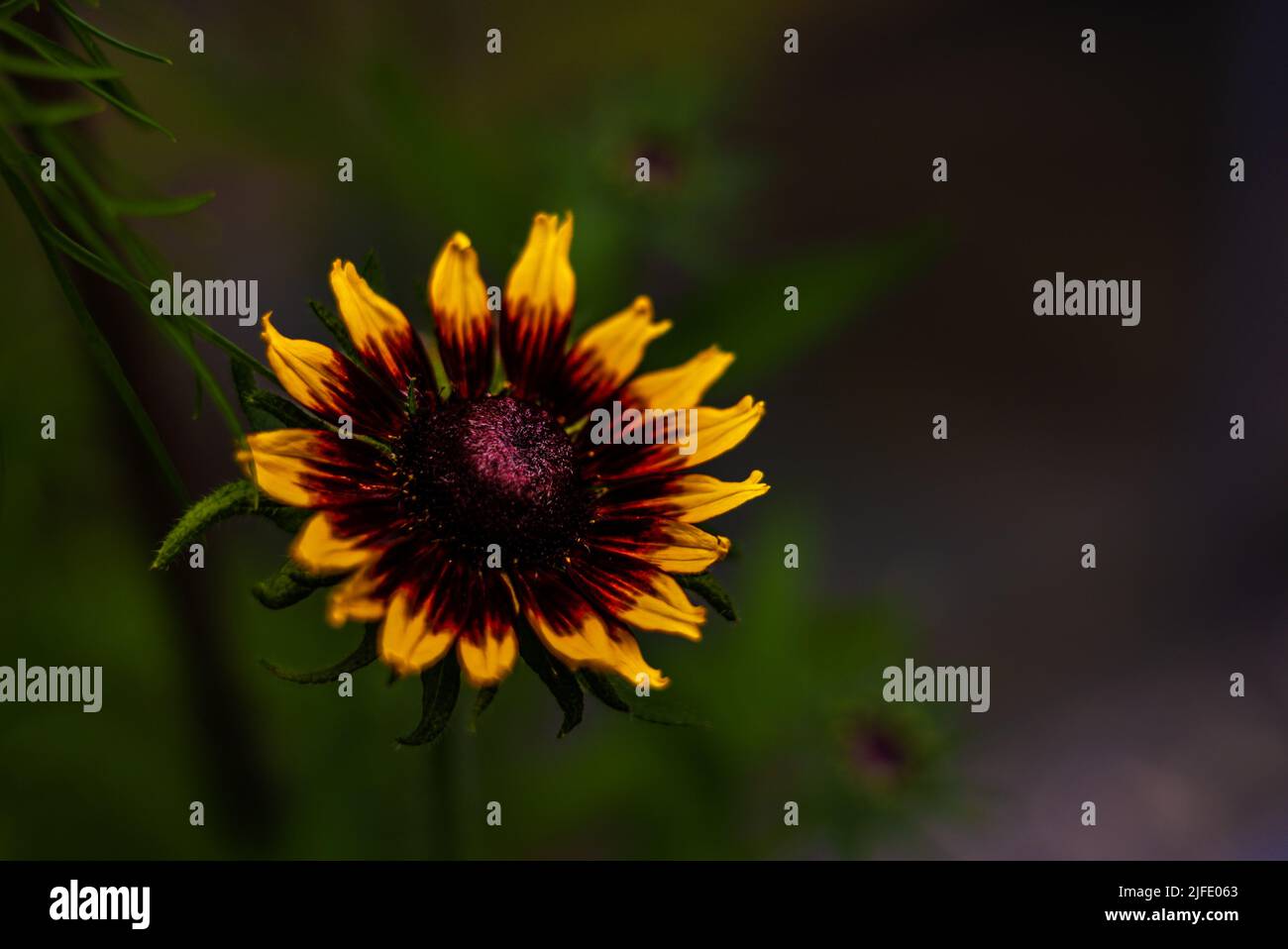 Rudbeckia Gloriosa Daisy eine zweifarbige Blume, bristol, Großbritannien Stockfoto