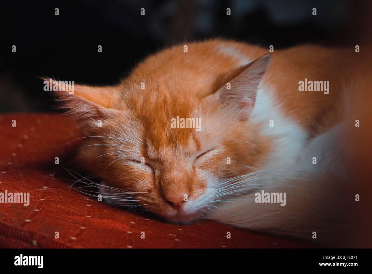 Niedliche kleine braune und weiße Katze schläft auf einem roten Luxus-Stuhl Stockfoto