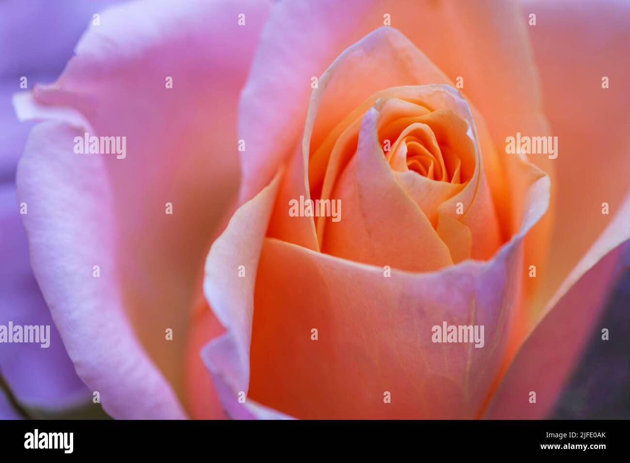 Eine Nahaufnahme einer wunderschönen aprikosenfarbenen Rose, während sie verblasst. Stockfoto
